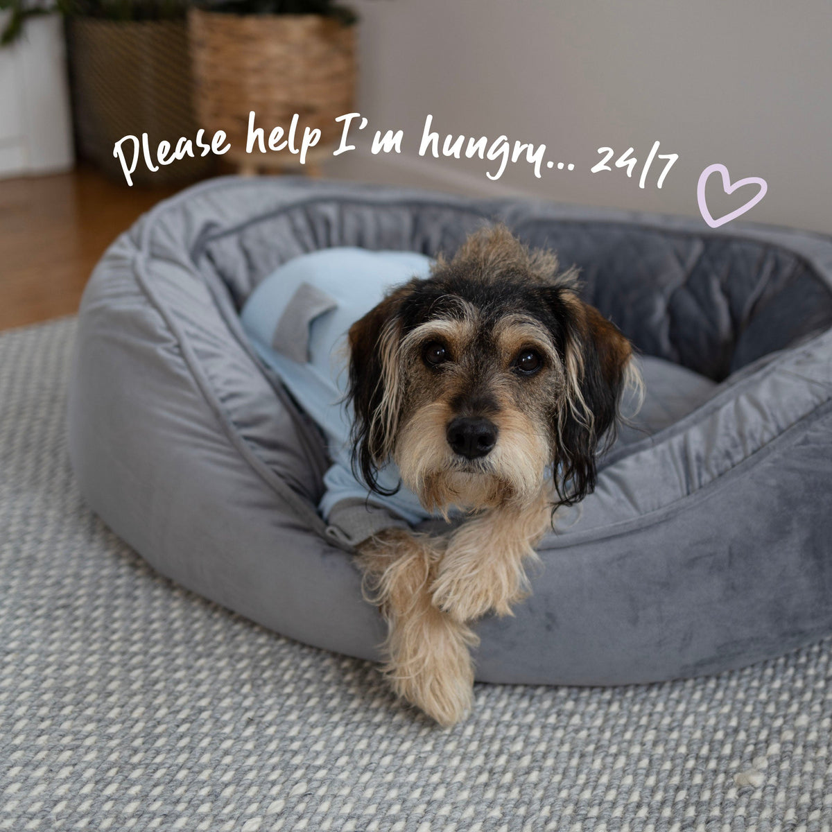 Long John Dog Pyjamas - Blue